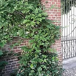 招待所 坎托尼旅馆 格罗佩洛凯罗利